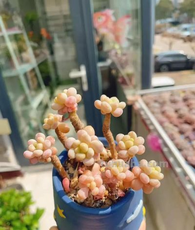 风很轻柔,阳光很暖,多肉正美,万物都是自由诗 - 今日头条 风很轻柔,阳光很暖,多肉正美,万物都是自由诗 - 图画吧TUHUABA