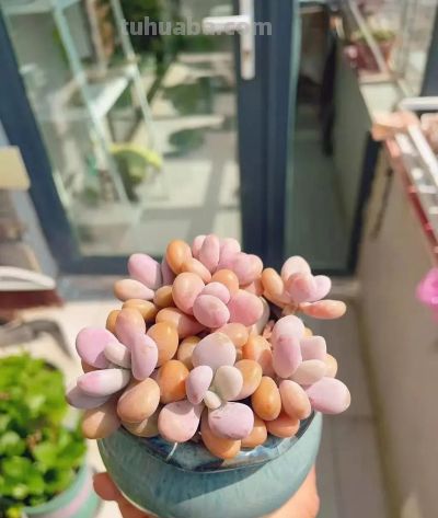 风很轻柔,阳光很暖,多肉正美,万物都是自由诗 - 今日头条 风很轻柔,阳光很暖,多肉正美,万物都是自由诗 - 图画吧TUHUABA