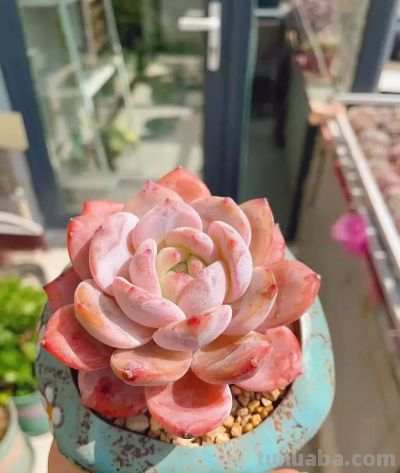 风很轻柔,阳光很暖,多肉正美,万物都是自由诗 - 今日头条 风很轻柔,阳光很暖,多肉正美,万物都是自由诗 - 图画吧TUHUABA