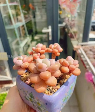 风很轻柔,阳光很暖,多肉正美,万物都是自由诗 - 今日头条 风很轻柔,阳光很暖,多肉正美,万物都是自由诗 - 图画吧TUHUABA