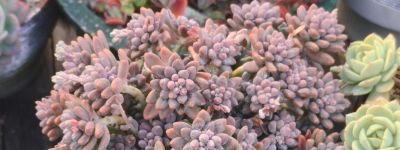 春天欣欣向荣的多肉，有抚慰人心的功效，任我虐它千百遍依然美好 - 今日头条