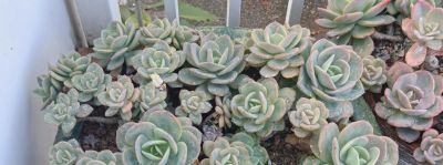 春天欣欣向荣的多肉，有抚慰人心的功效，任我虐它千百遍依然美好 - 图画吧TUHUABA