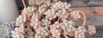 春天欣欣向荣的多肉，有抚慰人心的功效，任我虐它千百遍依然美好 - 图画吧TUHUABA