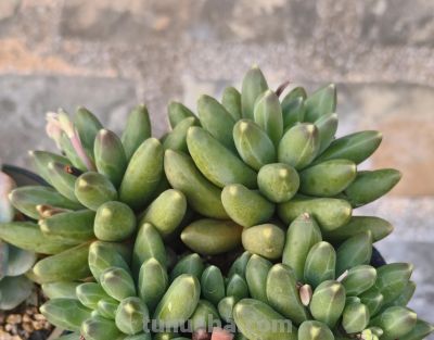 春天欣欣向荣的多肉，有抚慰人心的功效，任我虐它千百遍依然美好 - 图画吧TUHUABA