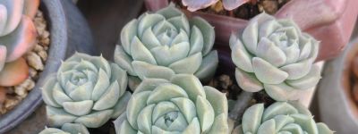 春天欣欣向荣的多肉，有抚慰人心的功效，任我虐它千百遍依然美好 - 图画吧TUHUABA