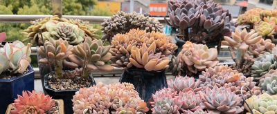 🌸多肉植物大集合🌸，快来挑选你心爱的多肉小可爱吧！ - 今日头条