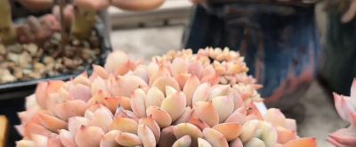 🌸多肉植物大集合🌸，快来挑选你心爱的多肉小可爱吧！ - 图画吧TUHUABA