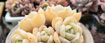 🌸多肉植物大集合🌸，快来挑选你心爱的多肉小可爱吧！ - 图画吧TUHUABA