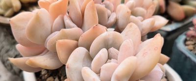 🌸多肉植物大集合🌸，快来挑选你心爱的多肉小可爱吧！ - 图画吧TUHUABA