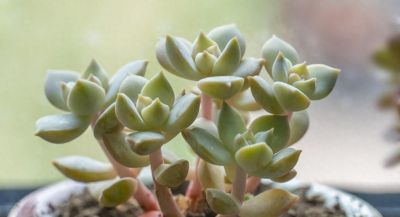 小白养多肉最容易犯的错误有哪些？ - 今日头条