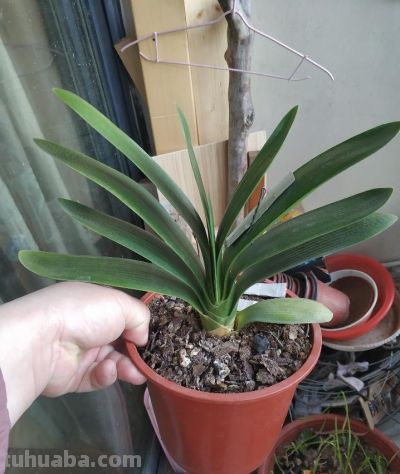 适合室内养护的十种盆栽,它竟然排第一 - 今日头条 适合室内养护的十种盆栽,它竟然排第一 - 图画吧TUHUABA