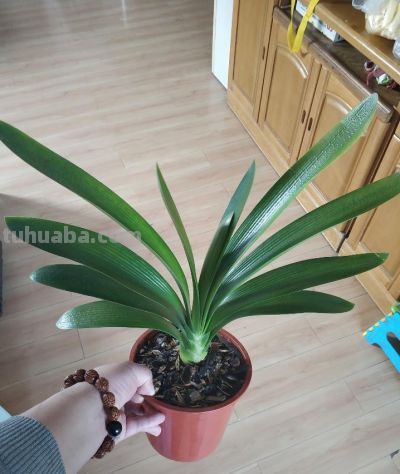 适合室内养护的十种盆栽,它竟然排第一 - 今日头条 适合室内养护的十种盆栽,它竟然排第一 - 图画吧TUHUABA