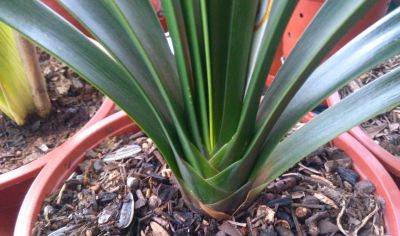 适合室内养护的十种盆栽,它竟然排第一 - 今日头条 适合室内养护的十种盆栽,它竟然排第一 - 图画吧TUHUABA