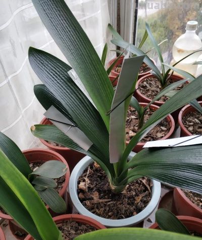 适合室内养护的十种盆栽,它竟然排第一 - 今日头条 适合室内养护的十种盆栽,它竟然排第一 - 图画吧TUHUABA