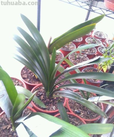 适合室内养护的十种盆栽,它竟然排第一 - 今日头条 适合室内养护的十种盆栽,它竟然排第一 - 图画吧TUHUABA