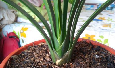 适合室内养护的十种盆栽,它竟然排第一 - 今日头条 适合室内养护的十种盆栽,它竟然排第一 - 图画吧TUHUABA