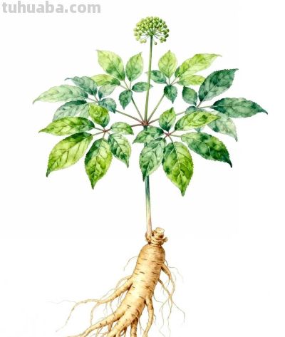 水彩画｜人参 - 图画吧TUHUABA