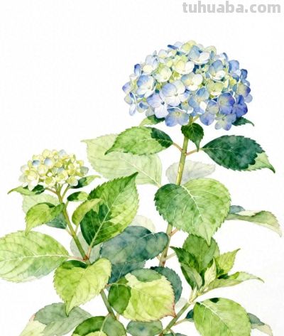 水彩画｜绣球花 - 今日头条
