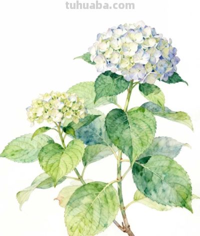 水彩画｜绣球花 - 图画吧TUHUABA