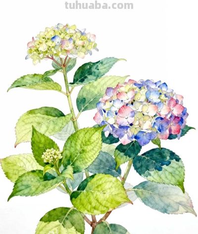 水彩画｜绣球花 - 图画吧TUHUABA