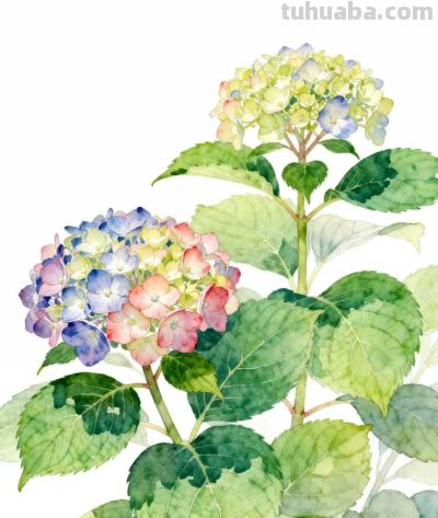 水彩画｜绣球花 - 图画吧TUHUABA