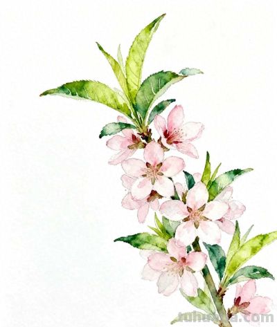 水彩画｜桃花 - 今日头条