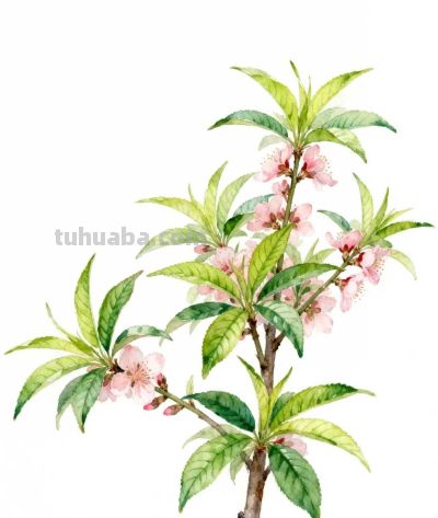 水彩画｜桃花 - 图画吧TUHUABA