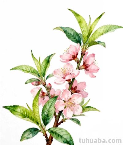 水彩画｜桃花 - 图画吧TUHUABA