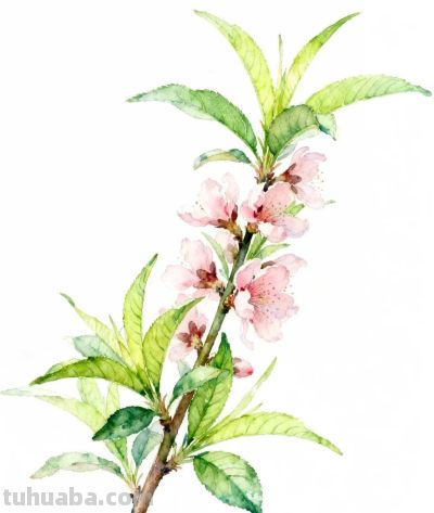 水彩画｜桃花 - 图画吧TUHUABA