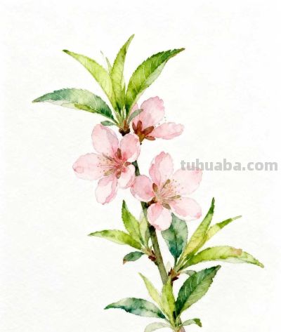 水彩画｜桃花 - 图画吧TUHUABA