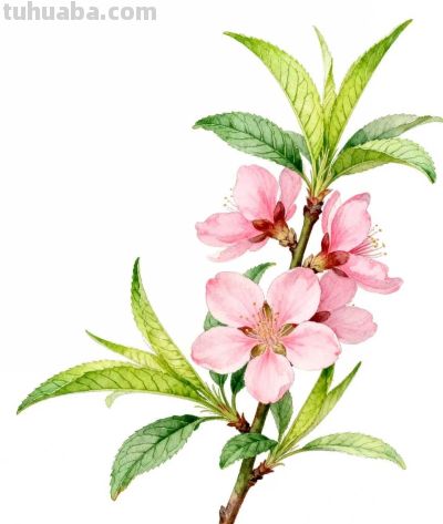 水彩画｜桃花 - 图画吧TUHUABA