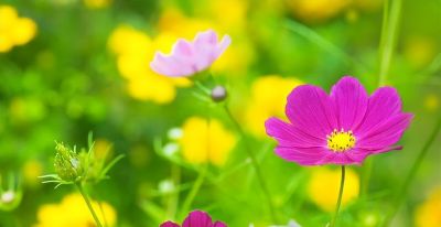 如何处理照片背景?专业摄影师分享9个拍摄技巧,收藏! - 今日头条 如何处理照片背景?专业摄影师分享9个拍摄技巧,收藏! - 图画吧TUHUABA