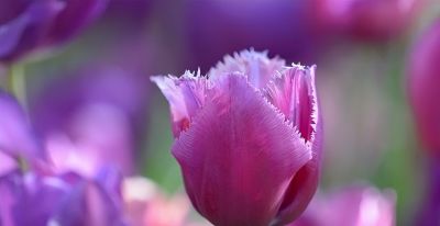 如何处理照片背景?专业摄影师分享9个拍摄技巧,收藏! - 今日头条 如何处理照片背景?专业摄影师分享9个拍摄技巧,收藏! - 图画吧TUHUABA