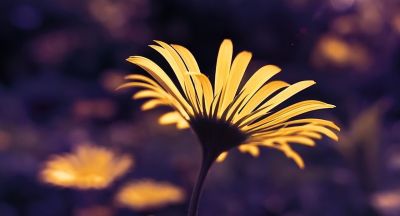 如何处理照片背景?专业摄影师分享9个拍摄技巧,收藏! - 今日头条 如何处理照片背景?专业摄影师分享9个拍摄技巧,收藏! - 图画吧TUHUABA