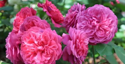 园艺师推荐5种花期长、适合家庭种植的玫瑰品种与春季抹芽技巧。 - 图画吧TUHUABA