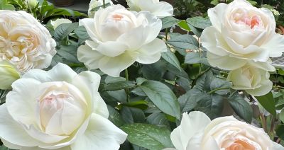 园艺师推荐5种花期长、适合家庭种植的玫瑰品种与春季抹芽技巧。 - 图画吧TUHUABA