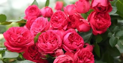 园艺师推荐5种花期长、适合家庭种植的玫瑰品种与春季抹芽技巧。 - 图画吧TUHUABA