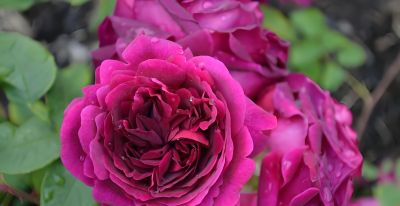 园艺师推荐5种花期长、适合家庭种植的玫瑰品种与春季抹芽技巧。 - 图画吧TUHUABA