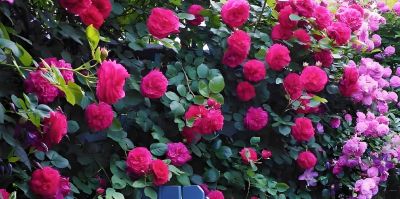 园艺师推荐5种花期长、适合家庭种植的玫瑰品种与春季抹芽技巧。 - 图画吧TUHUABA