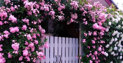 园艺师推荐5种花期长、适合家庭种植的玫瑰品种与春季抹芽技巧。 - 图画吧TUHUABA