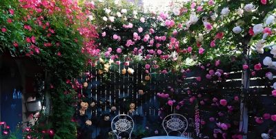 园艺师推荐5种花期长、适合家庭种植的玫瑰品种与春季抹芽技巧。 - 图画吧TUHUABA