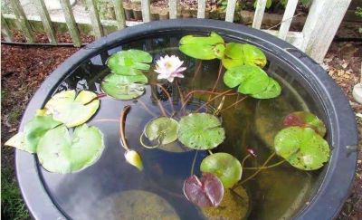 家庭睡莲的简易种植方法，只需几步即可完成 - 图画吧TUHUABA