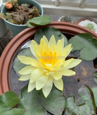 家庭睡莲的简易种植方法，只需几步即可完成 - 今日头条