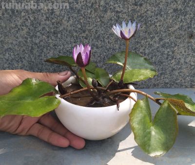 家庭睡莲的简易种植方法，只需几步即可完成 - 图画吧TUHUABA