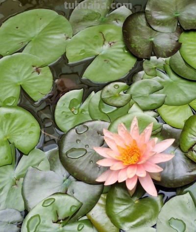 家庭睡莲的简易种植方法，只需几步即可完成 - 图画吧TUHUABA