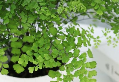 家庭想要栽种耐阴的植物，分享5种蕨类，好养且每一种都是高颜值 - 今日头条