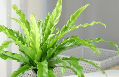 家庭想要栽种耐阴的植物，分享5种蕨类，好养且每一种都是高颜值 - 图画吧TUHUABA