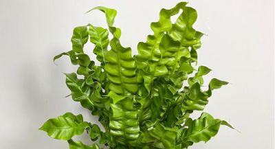 家庭想要栽种耐阴的植物，分享5种蕨类，好养且每一种都是高颜值 - 图画吧TUHUABA