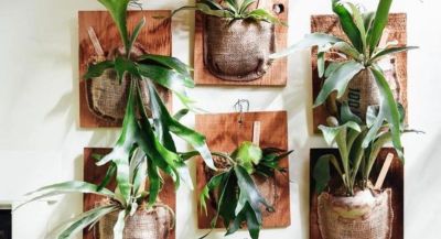 家庭想要栽种耐阴的植物，分享5种蕨类，好养且每一种都是高颜值 - 图画吧TUHUABA