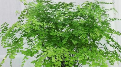 家庭想要栽种耐阴的植物，分享5种蕨类，好养且每一种都是高颜值 - 图画吧TUHUABA